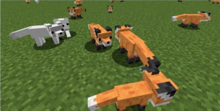 How do u tame a fox in minecraft