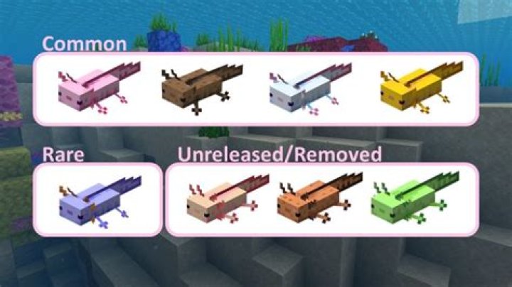 How many axolotl colors are there in minecraft